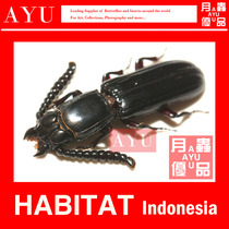 Hidden jaw flat insect specimen crafts materials Museum collection small beetle art design macro photography