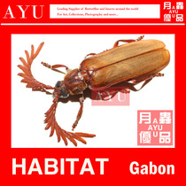 Gabon Comb horn Tien Niu Insect specimens Crafts Materials Museum collection Beetle art design photography