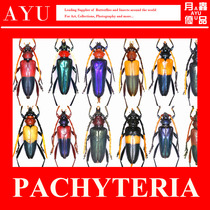 Pachetra celestial cow insect handicraft material Museum collection beetle color art design moon insect excellent product