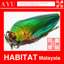 Wide-shouldered Green Gidding Insect Specimen Crafts Materials Museum Collection Beetle Color Art Design Photography