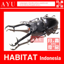 Giraffe saw stag beetle insect handicraft material Museum collection Stag art design moon insect excellent product