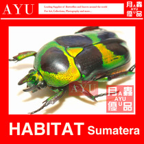 Louis Double Horn Flower Turtle Insect Crafts Material Museum Collection Beetle Color Art Moon Pest