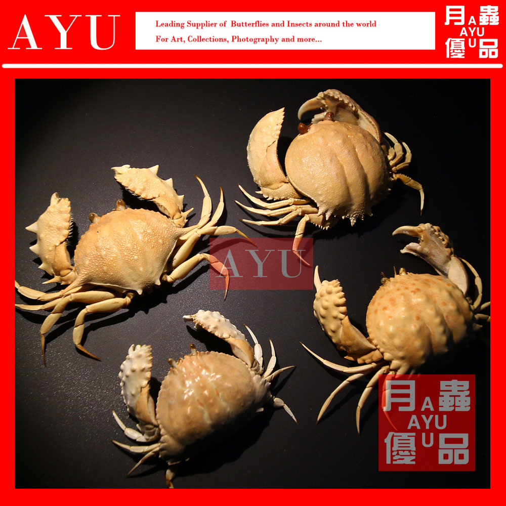 Crab specimen steamed crab Dawn crab production finished Sea crab collection art design moon insect excellent product