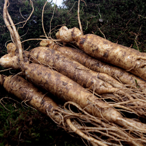 吉林敖东 长白山新鲜带土人参 25g*2根 优惠券折后￥15.8包邮（￥45.8-30）