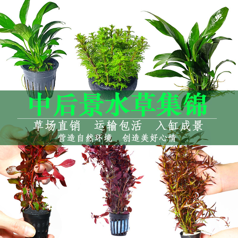 Fish Tank Water Grass Plant Living Sloth water Grass Scape Plan Real Grass Oxygenation Waterweed Sink Wood Water Banyan Negative Water Grass