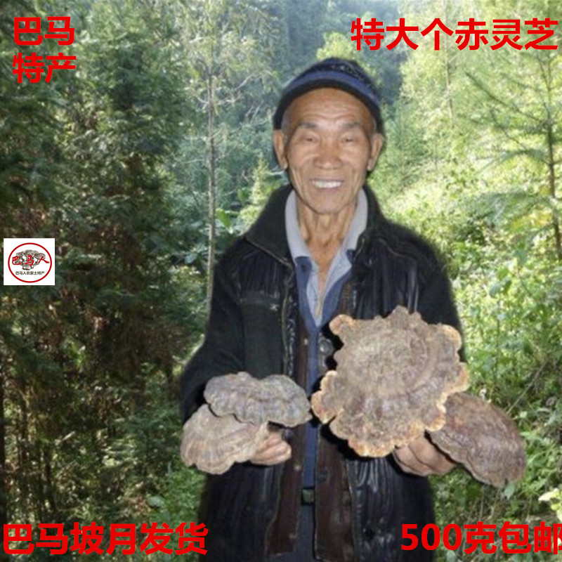 Guangxi Bama deep mountain pure wild red Ganoderma lucidum 500 grams 14 cm to 20 cm