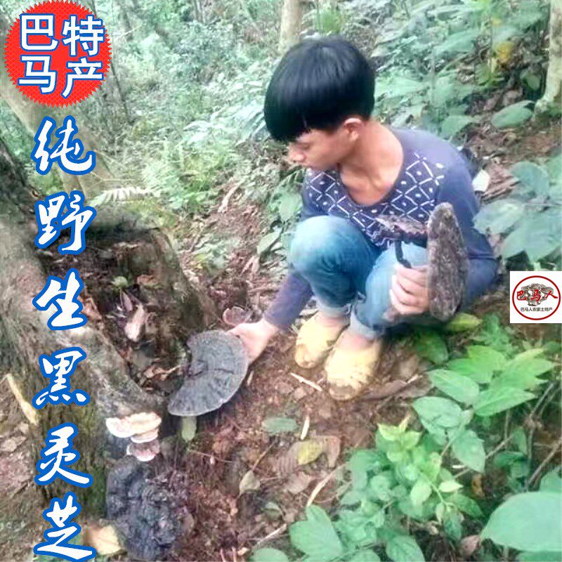 Guangxi Bama Deep Mountain Pure Wild Black Ganoderma Purple Ganoderma 500g 10cm to 15cm