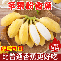 Apple banana authentic banana Fresh 10kg natural ripe in the season whole box of fruit plantain small rice banana banana banana sweet