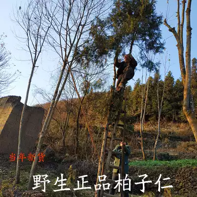 Bai Ziren 500g Bai Ziren Chinese herbal medicine Bai Ziren premium Cypress seed seed kernel meat