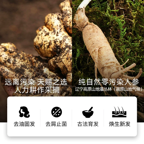 Шампунь против выпадения волос с имбирем Bodi Platycladus arborvitae, лист Цинь, волосы, плотное развитие волос, густые волосы, контроль жирности волос, шампунь для пушистых волос, сперма