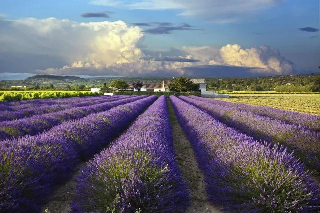 Dotray Lavender tinh dầu 10ml bóng gói mụn in khử muối mụn in duy nhất fang hương liệu tinh dầu chính hãng tinh dầu ô tô