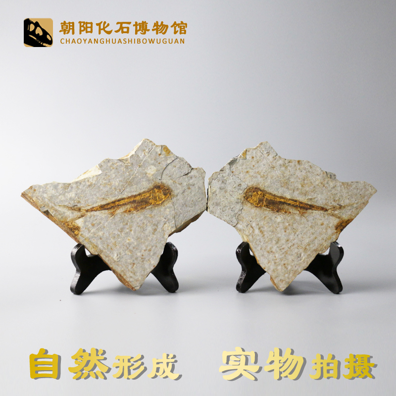Liaoxi natural paleontological fossils Wolf fin fish specimens Ornamental strange stone ornaments Animal fossils open original plate rough stone