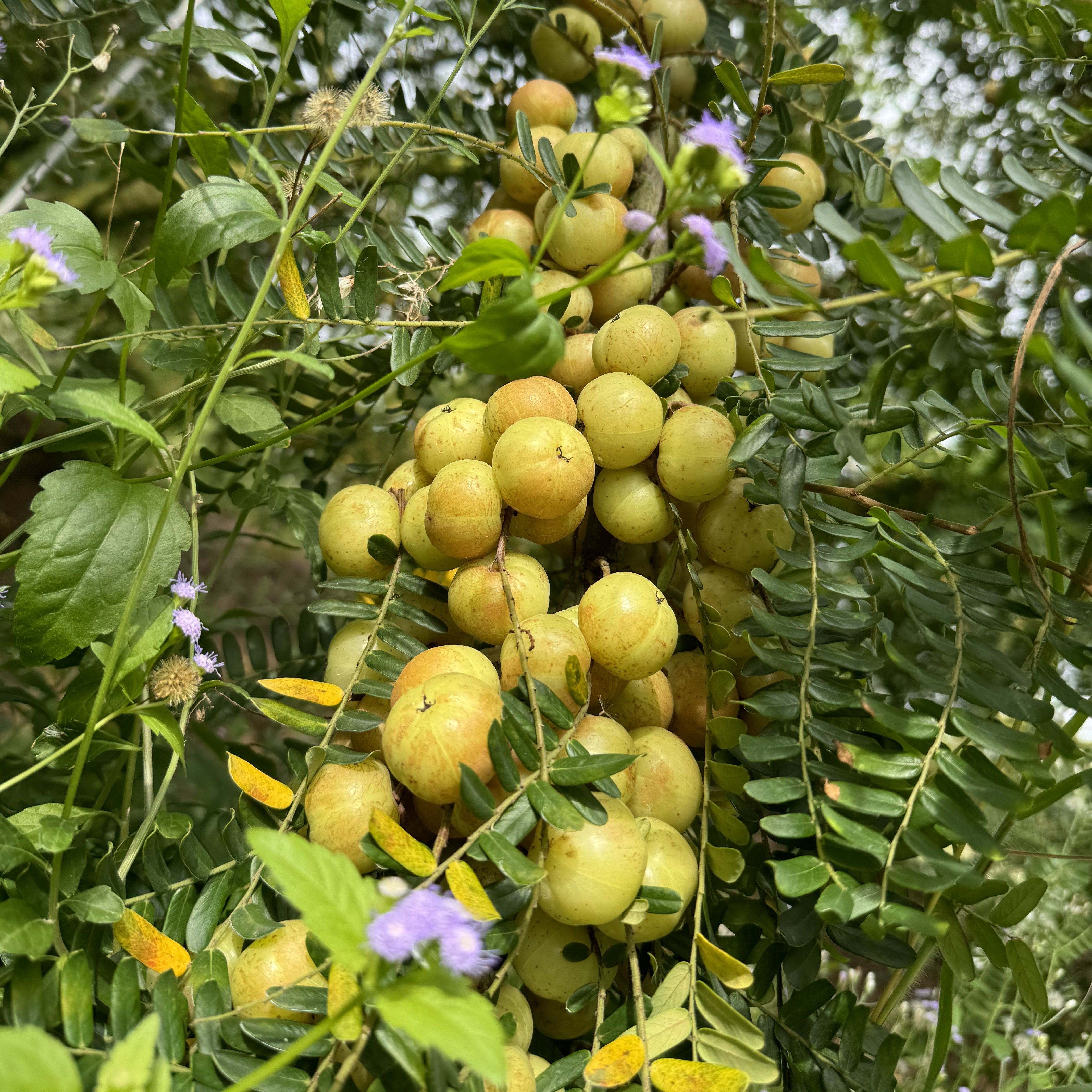 崩坎甜油甘橄榄批发零售