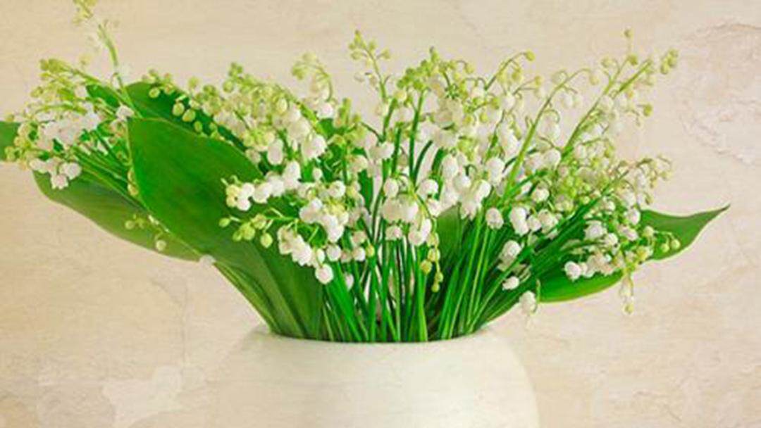 網紅鈴蘭花 其實自己在家盆栽也很簡單 淘寶海外