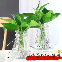 Hydroponic plant green basket indoor chlorophyte potted flower green plant green water containing bottle suction formaldehyde purification Air