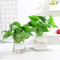 Simple hydroponic plant green rose bottle hydroponic glass vase aquatic plant utensils desktop ornaments in addition to formaldehyde