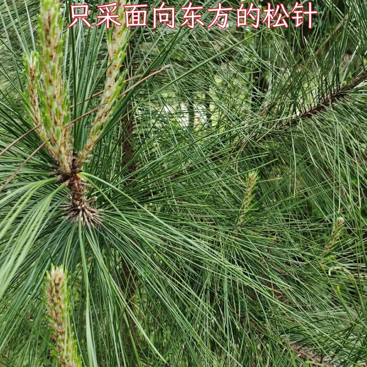松针酒松针酵素:山野间的养生秘籍,重庆道人的独家秘方🌿!-其它新食品原料类-淘宝百科网