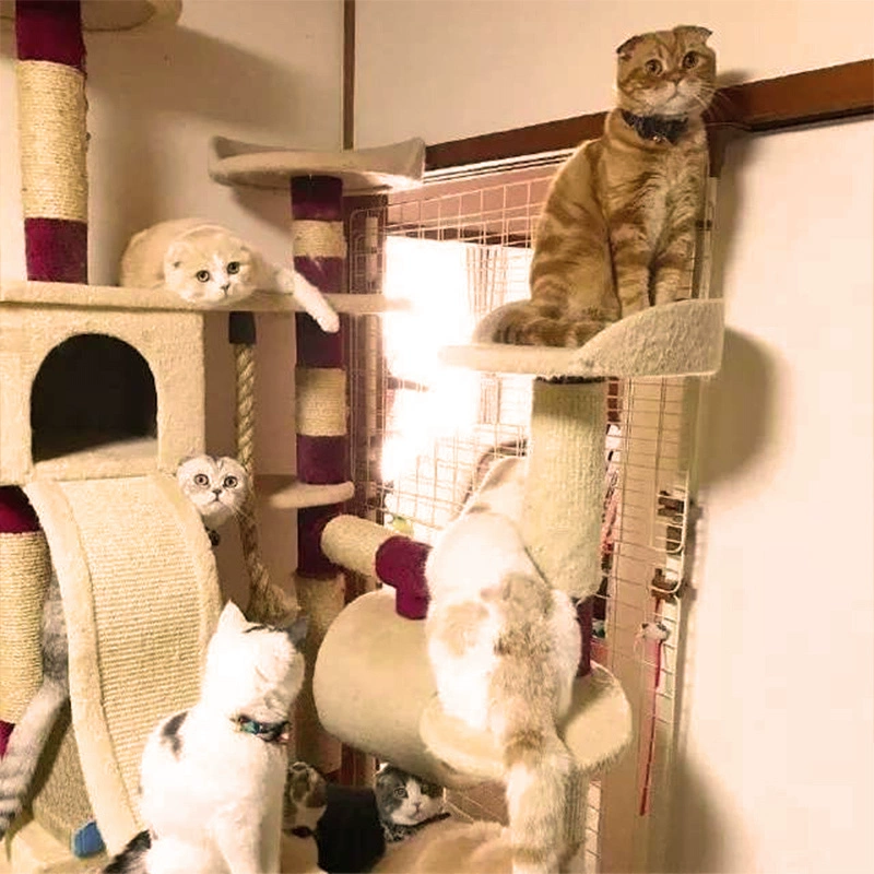 Mèo leo khung nhiều lớp flannel mèo cây mèo mèo tích hợp mèo cào cột mèo biệt thự mèo nhảy nền tảng mèo mặc kệ - Mèo / Chó Đồ chơi