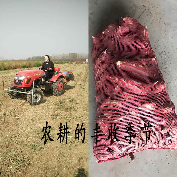 Dior nhà khoai lang tím khô để nước mắt đồ ăn nhẹ chó ăn nhẹ khoai lang sấy khô 100 gram khoai lang của riêng mình snack cho chó