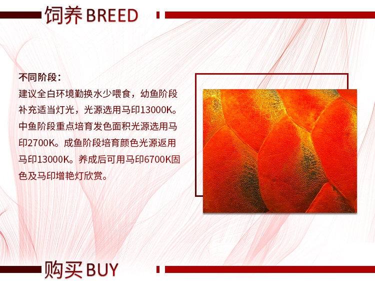 龙鱼活体印尼红龙鱼观赏鱼幼鱼热带鱼大型活体鱼红龙鱼金龙鱼活鱼 detail 12