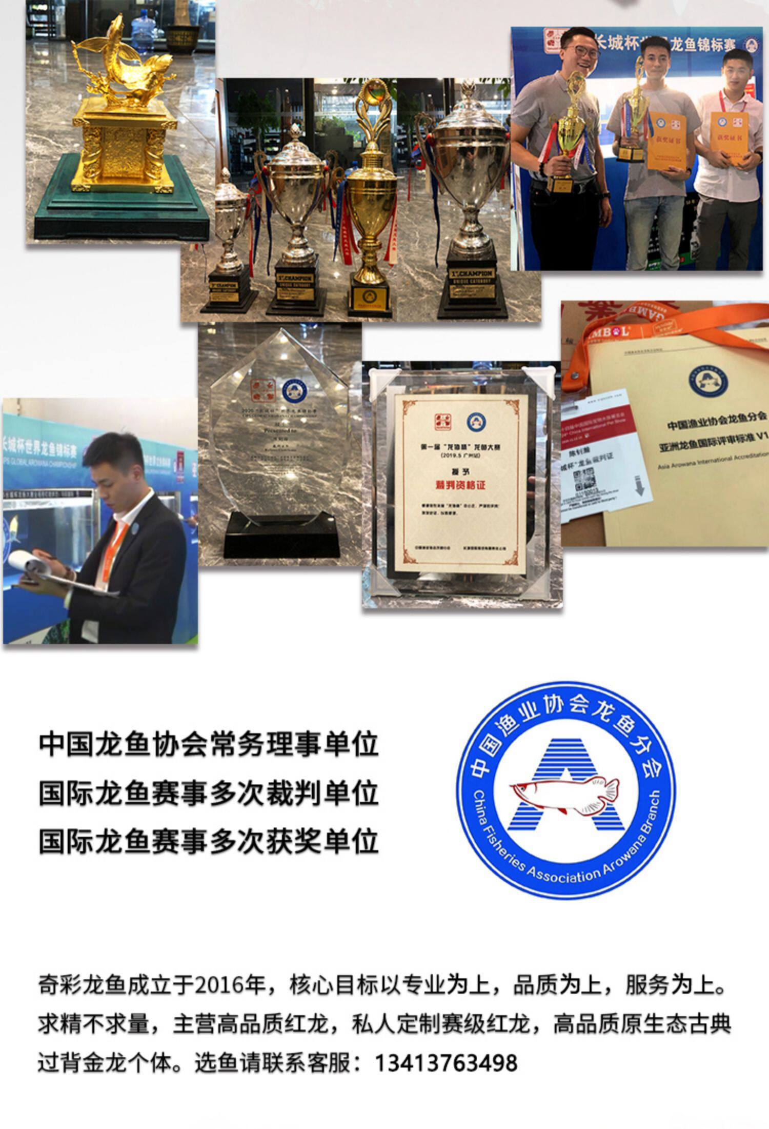 龙鱼活体印尼红龙鱼观赏鱼幼鱼热带鱼大型活体鱼红龙鱼金龙鱼活鱼 detail 8