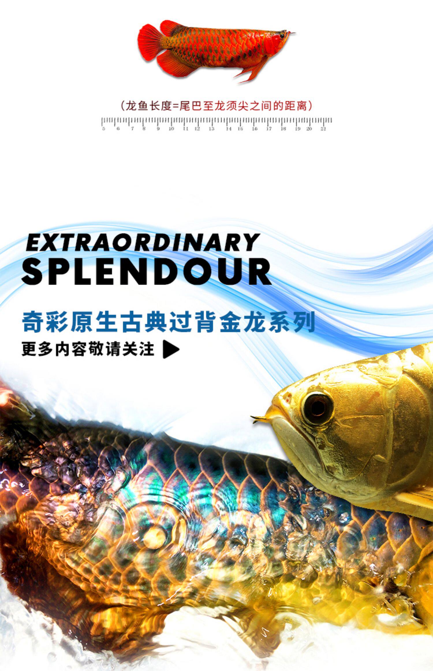 龙鱼活体印尼红龙鱼观赏鱼幼鱼热带鱼大型活体鱼红龙鱼金龙鱼活鱼 detail 15