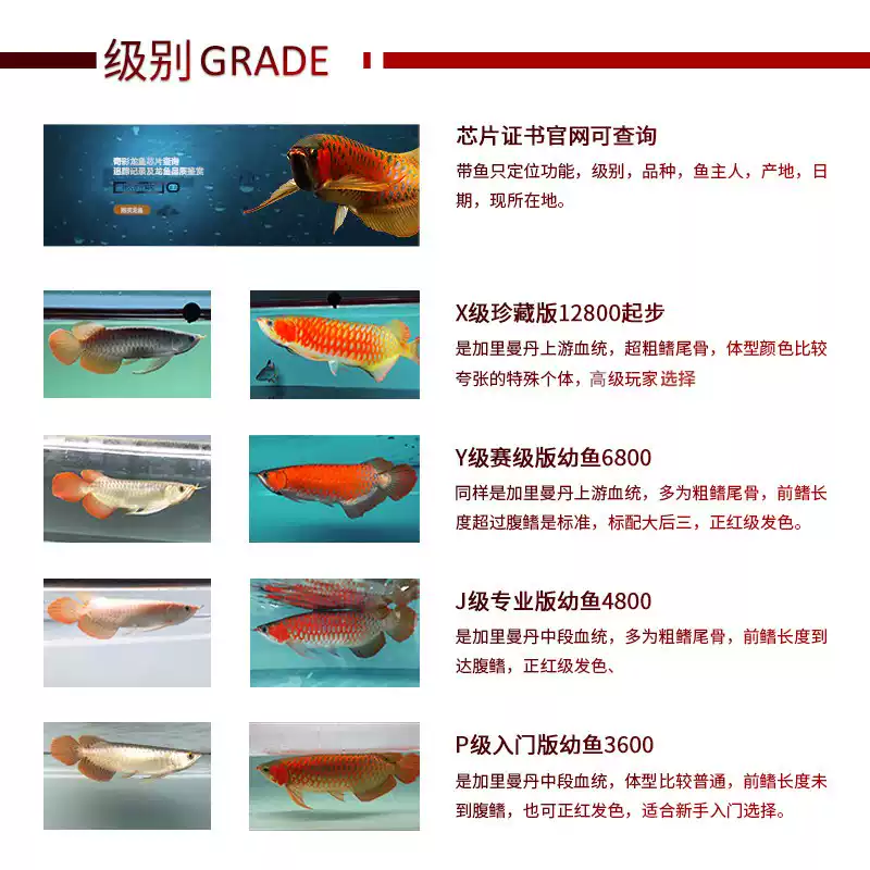 龙鱼活体印尼红龙鱼观赏鱼幼鱼热带鱼大型活体鱼红龙鱼金龙鱼活鱼 detail 2