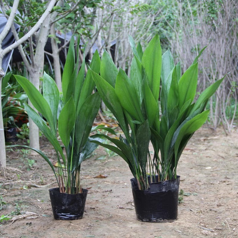 Potted Monstera Plant, a Cold-Resistant and Shade-Loving Plant, Suitable for Office Interiors and Gardens, a Foliage Plant That Purifies the Air and Absorbs Formaldehyde