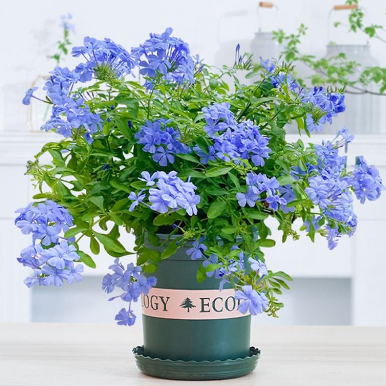 Blue Snowflake Potted Flower Seedlings for Indoor Courtyard Garden Balcony Ornamental Climbing Vines, Perennial Plants, Heat-Resistant and Easy to Maintain