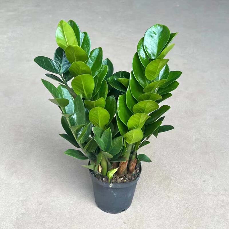 Money Tree, Small Potted Plant for Office, Living Room, Desktop, Durable Green Plant, Money String Flower, Green Plant Potted Plant