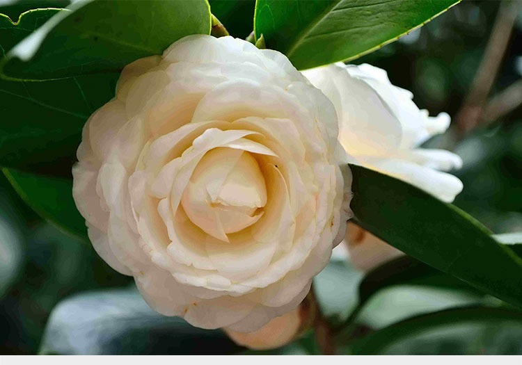 Camellia flower seedlings hardy potted flowers color wining a tree saplings four seasons flower flower flower the plants indoors