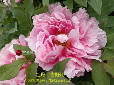 八千代椿帝冠吉野川名望金腰楼牡丹花苗菏泽精品大花型牡丹庭院