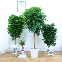 Happy tree potted tree pile Indoor living room Safe tree Good breeding bonsai office large green plant