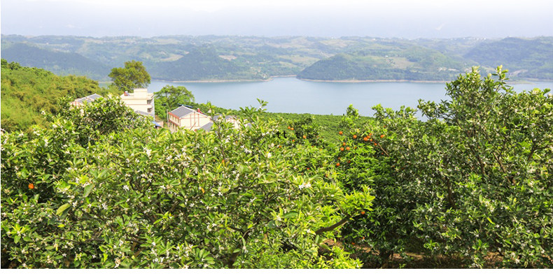 Guangxi Orange Fruit Page Page_05.jpg