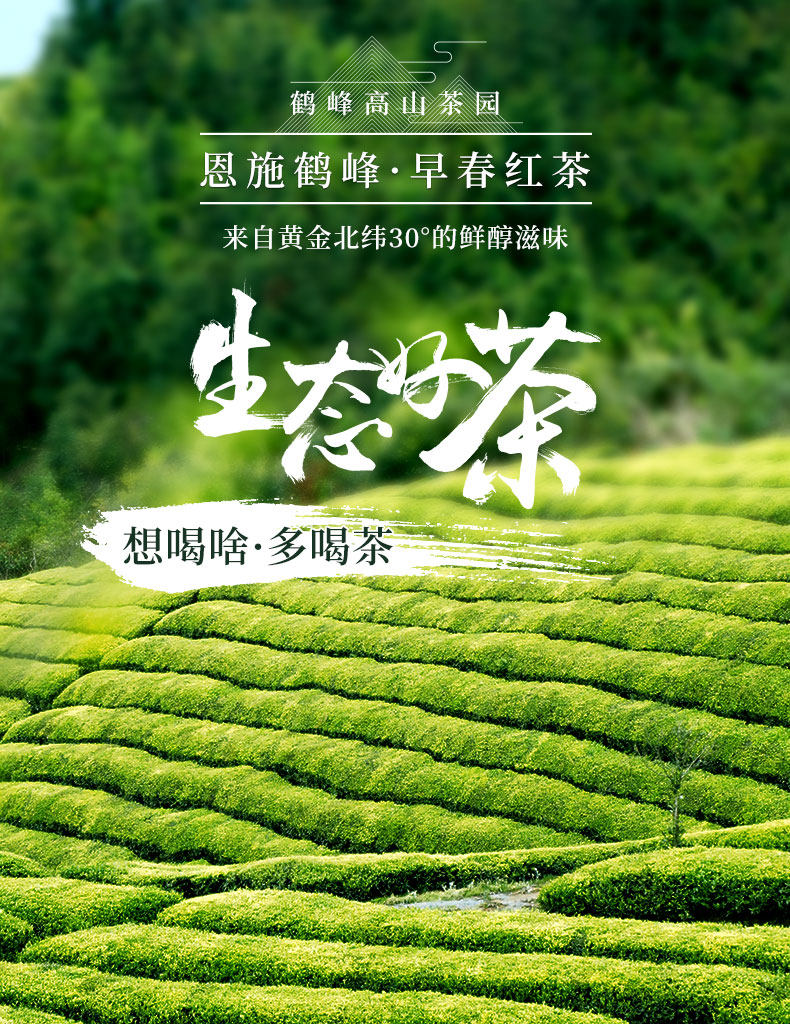 美灵宝  恩施早春红茶小罐装 50g 图1
