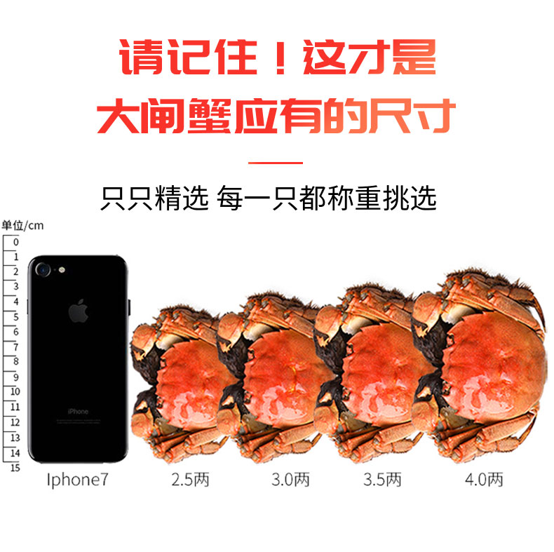 阳澄之王 14只现货 大闸蟹礼盒 公4两+母3两 图4