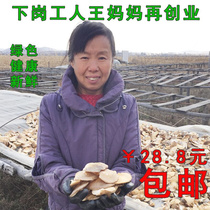 Northeast Heilongjiang specialty yuan mushroom wild dry goods frozen mushroom big yellow mushroom mushroom