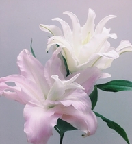 Retals Kendras single head for 10 seconds to kill