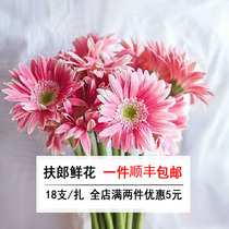 Kunming Fresh Cut Flowers Flowers The Sun Flower Africa Chrysanthemum Straight Batch National Flowers Express 20 Zone Zaza