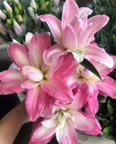 The Lilies of the Bullish Lotus Flower