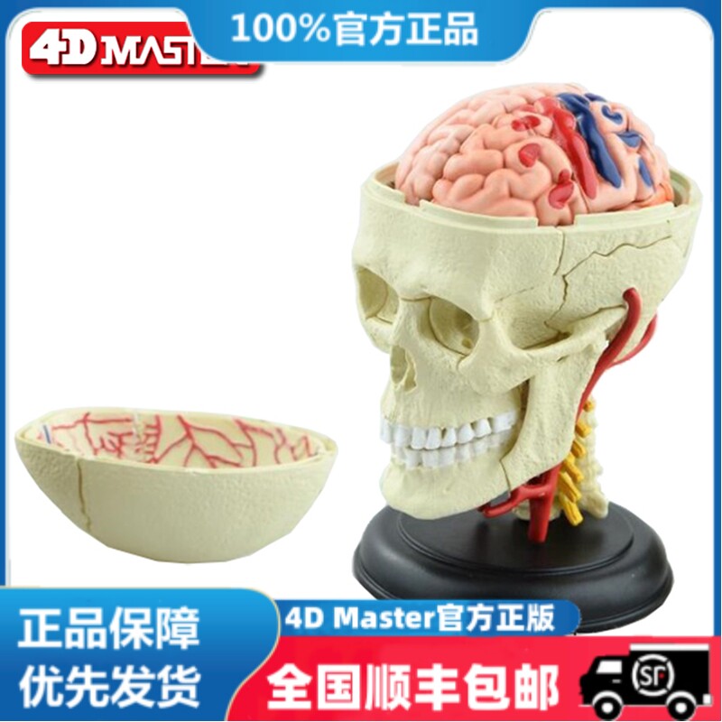 正版 现货  4D MASTER 益智拼装玩具 人体头骨器官解剖模型 医学