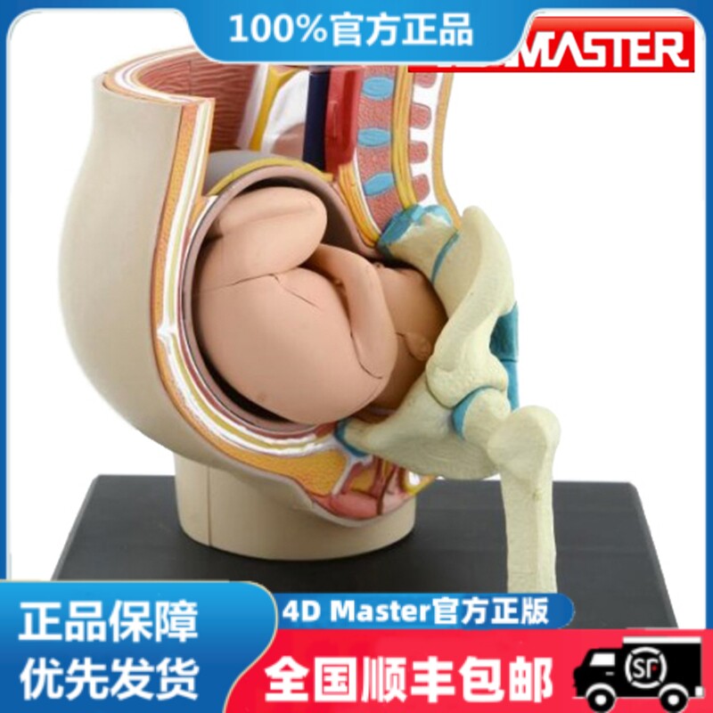 正版 现货 4D MASTER 益智拼装玩具 人体妊娠怀孕器官解剖模型
