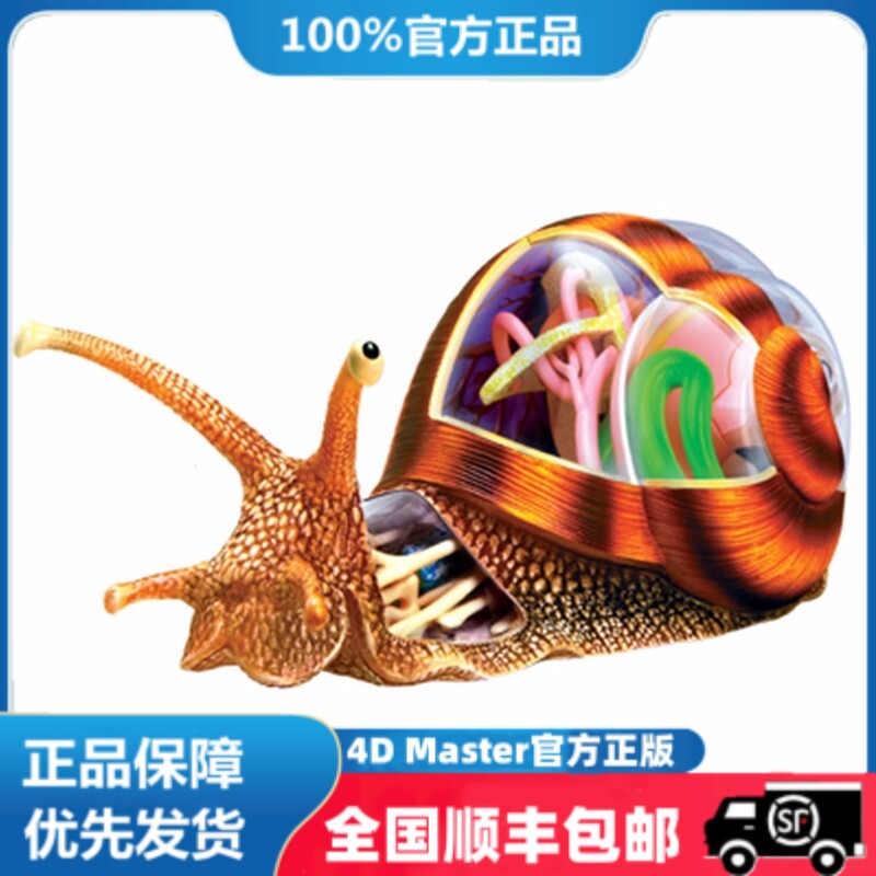 4D Master益智拼装玩具仿真动物生物蜗牛器官解剖医学用教学模型
