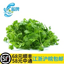 (Blue brand hydroponic)fresh celery seedling parsley seedling celery seedling three-leaf incense hotel decorative plate 20g