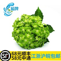 (Blue label)Fresh green hydrangea Western cuisine Hotel plate decoration 50 pieces of non-pansy