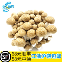 (Blue brand) fresh mushroom crab-flavored mushroom Mushroom mushroom seafood mushroom seafood mushroom real mushroom 1 bag about 150g