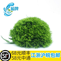 (Blue brand) fresh green hair ball green stone bamboo hotel Western food daily meal decoration plate 10