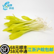 (Blue brand hydroponic)fresh vegetables fresh corn seedlings set plate decorative sprouts and seedlings soilless cultivation 30g
