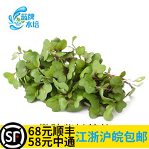 (No soil hydroponics) fresh purple cabbage seedlings sprouts sprouts western food hotel decoration plate 20g