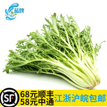 (Blue) fresh bitter chrysanthemum bitter leaf bitter lettuce lettuce salad dish 500g